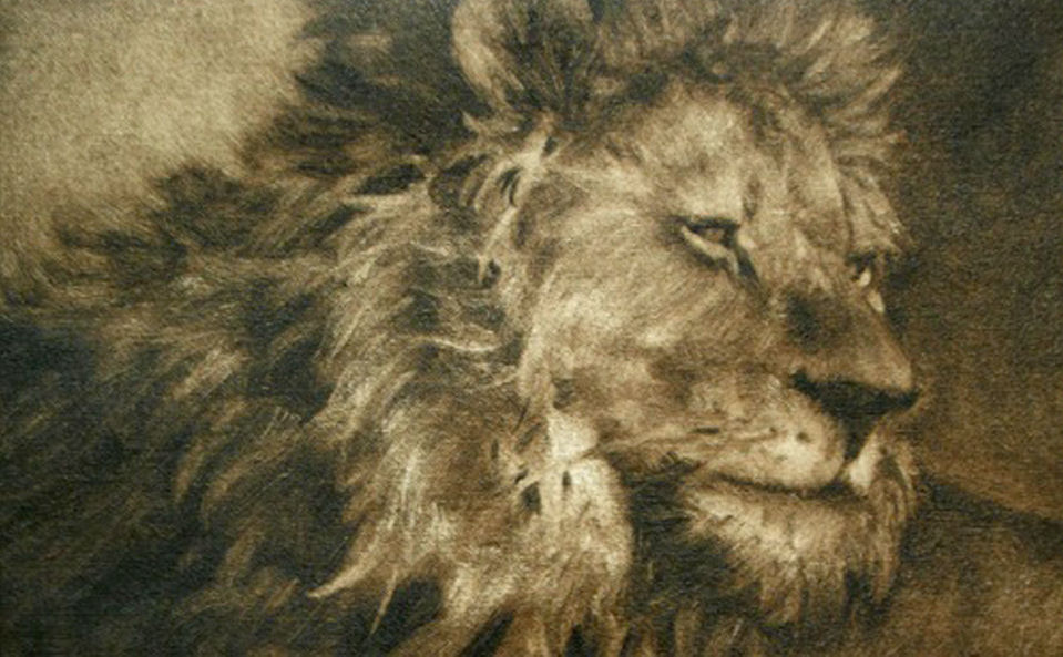 lion's head image